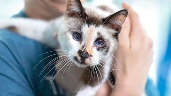 kat-vasthouden kat-vasthouden