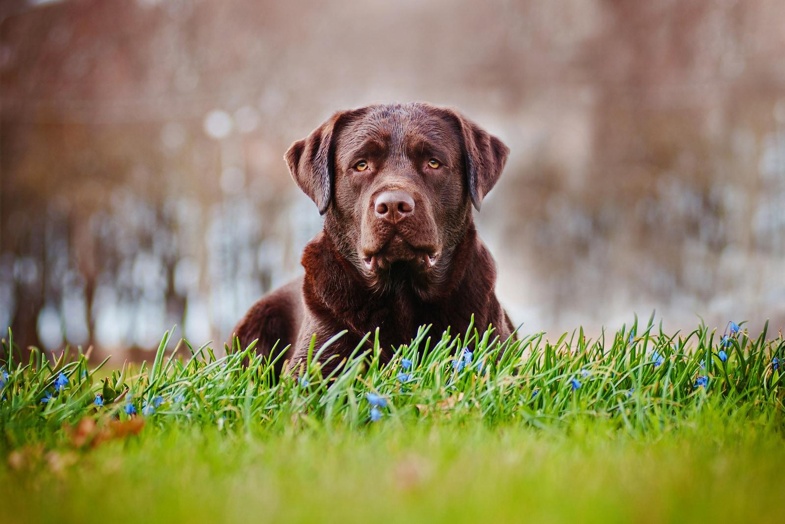 Labrador chocolat âgé couché dans un champ.