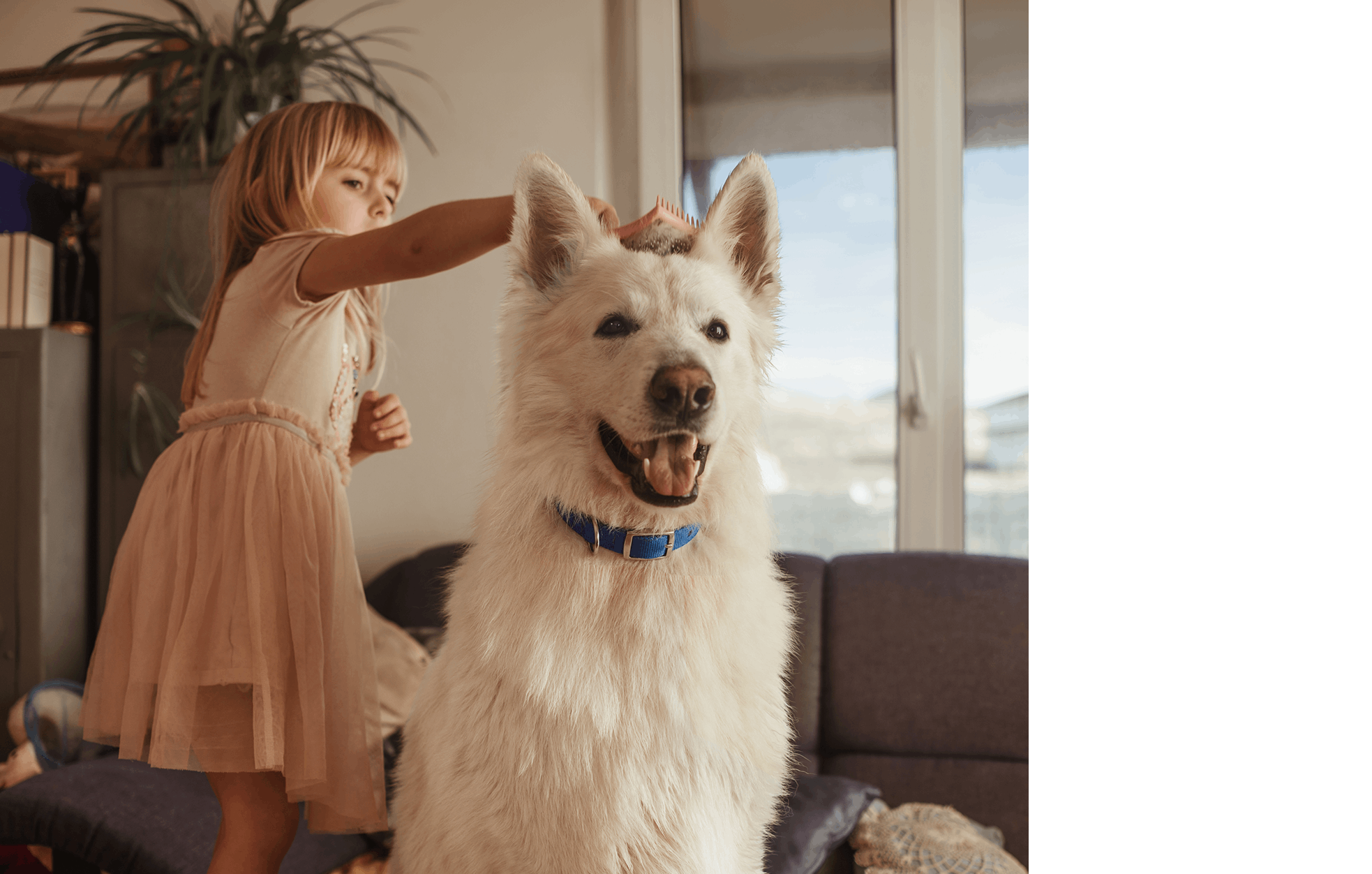 Petite fille en robe rose brossant le pelage d un grand chien de berger blanc suisse avec un collier bleu à l intérieur