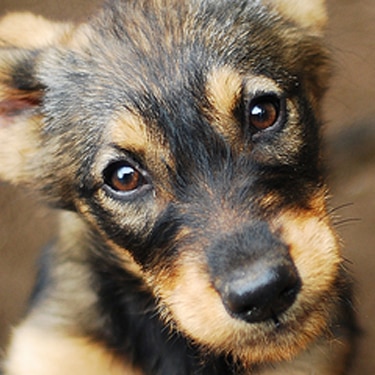 Chien regardant vers le haut