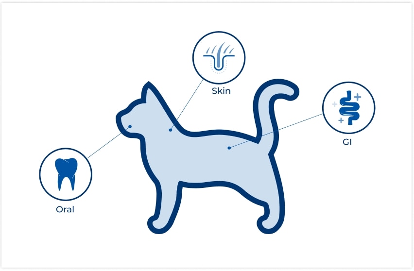 Locatie van microbiomen op een kat