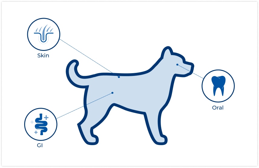 Locatie van microbiomen op een hond
