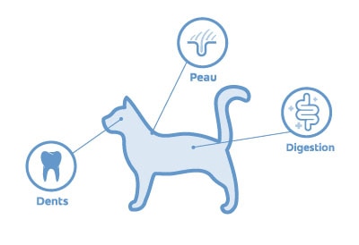 localisation des microbiomes chez le chat